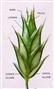  Spikelet